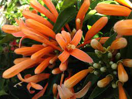 Check spelling or type a new query. Florida Flame Flowering Tropical Vine Live Plant Prolific Bright Orange Spring Bloom Attracts Butterflies Starter 4 Inch Pot Emeralds Tm Emerald Goddess Gardens