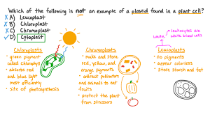 Plant Cell Structure | Ck-12 Foundation