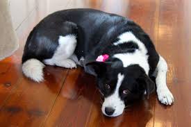 Are border collies the smartest breed of dog ever? Border Collie Mix Or Purebred Bordercollie