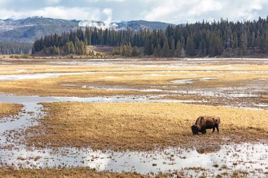 Two Oblivious Elderly Tourists Were Nearly Obliterated by Battling Bison on Yellowstone Road