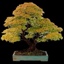 Bonsai Forests And Groups Youtube
