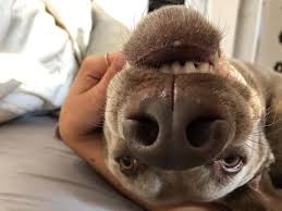 2020 popular 1 trends in jewelry & accessories, automobiles & motorcycles, beauty & health, tools with silver lab and 1. Silver Labradors 1 Guide To Silver Labs Written By Vets Puppypedia