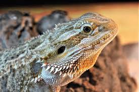 Broken looking tail or bones; Can You Overfeed A Bearded Dragon Wildlife Informer