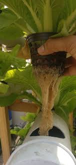 The accurate soil analysis of metallic contaminants in environmental soil/sludge matrices requires the quantitation of a wide array. Hydroponics At Home Vishal Biyani