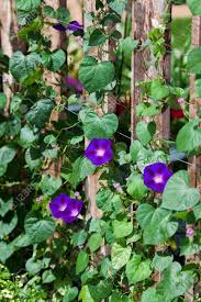You will find amazing and stunning pictures and images here on a1pictures. A Beautiful Hybrid Variety Of Morning Glories Climbing Up A Fence Stock Photo Picture And Royalty Free Image Image 5226513