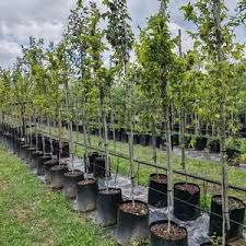 Image result for Celtis africana