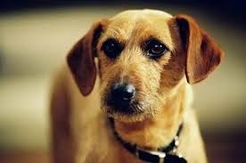 Odie Dogs And Puppies Labrador Retriever Favorite Character