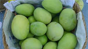 More images for 巴基斯坦芒果 » ä¸­å›½é¦–æ¬¡è´§è¿åŒ…æœºè¿›å£å·´åŸºæ–¯å¦èŠ'æžœ ä¸­å›½æ°´æžœé—¨æˆ·