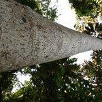 Image result for Polyscias fulva