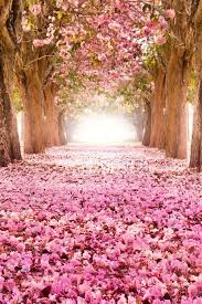 Sep 25, 2016 · this, the first, looks at the fibonacci numbers and why they appear in various family trees and patterns of spirals of leaves and seeds. Pin By Blair Staky Everyday Outfit On Quotes To Live By Beautiful Tree Nature Beautiful Flowers