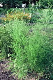 Image result for Asparagus nelsii