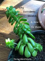 Etiolated Succulent Growing Tall Stretched The Succulent Eclectic Succulents Succulent Gardening Succulent Garden Indoor