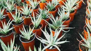 Cara menanam lidah buaya agar tumbuh subur,silahkan subscriber,like, coment, share, 7 Cara Menanam Lidah Buaya Di Rumah Yang Mudah Dilakukan Siapa Saja Bukareview