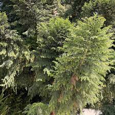 Image result for Araucaria cunninghamii