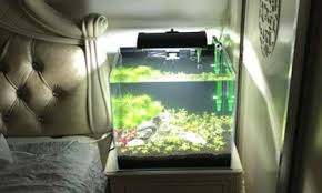 But i think they grow well in the aquarium. Fish Tank Lamp Returns To The Bedroom In Vietnam Vnexpress International