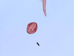 Image result for Rhynchosia mannii