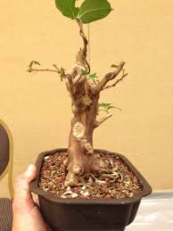 The crape myrtle flowers at the ends of its shoots, so one must take care with pruning if flowering is desired. Crepe Myrtle Bonsai Can You Grow One Adam S Art And Bonsai Blog