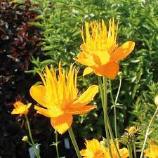 Verwendung Bauerngarten Beetstaude Kaninchenresistent Pflegeleicht Schneckenresistent Teichrand Beschreibung Die Tr Pflanzen Winterharte Stauden Blumen