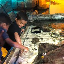 SEA LIFE Aquarium in Auburn Hills is Full of Underwater Thrills