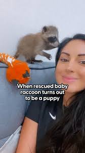 Rescued raccoon grows up wrestling with his cat and dog siblings , We  talked to his mom about the moment she discovered his passion for painting  🖤, Keep up with Louie