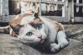 This group will celebrate the rough beauty of stray cats! Feral Cat Spay Neuter Project