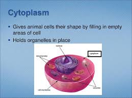 Cell membrane the cells and organs surrounding it give the animal cell its shape. Cells And Cell Organelles Ppt Download