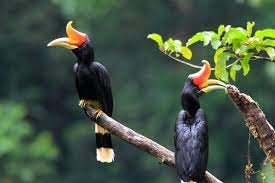 Maybe you would like to learn more about one of these? Nature Lodge Kinabatangan Sabah Borneo Publications Facebook