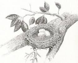 Nest Of Eggs Art Print By H C Denney In 2021 Tree Drawing Bird Drawings Drawings