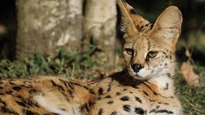 Find your spirit animal and discover more power animals and totems. Serval Cat Full Profile History And Care