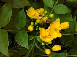 Image result for Senna septemtrionalis