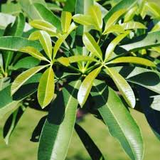 Image result for Alstonia