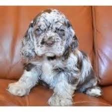 Black And White Cocker Spaniel Puppy For Sale Merle Cocker Spaniel For Sale Bing Images Spaniel Puppies For Sale Cocker Spaniel Puppies Spaniel Puppies