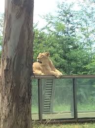 Zoo Santo Inacio Animais