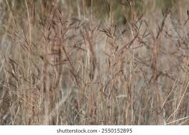 Image result for Hyparrhenia newtonii