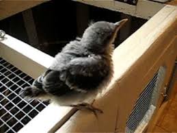 The northern mockingbird, mimus polyglottos, is the only mockingbird commonly found in north the traditional american lullaby hush little baby has been recorded in numerous musical styles. Our Baby Mockingbird Getting Fed By Vicky Youtube