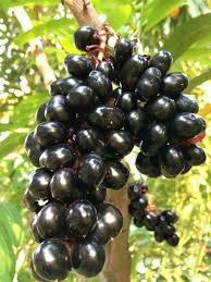 Pin On Fruit
