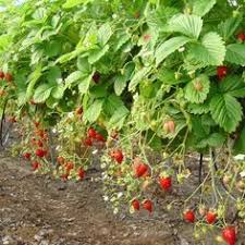 Epingle Sur Jardin