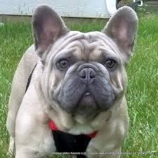 Rare lilac french bulldog breeder of beautiful portland, oregon with french bulldog puppies available for sale as well as stud service. Puppies For Sale French Bulldog French Bulldogs Frenchys Frenchies F Category In Drain Oregon