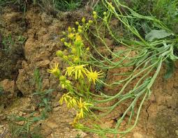 Image result for Aloe welwitschii