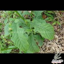 Image result for Blumea