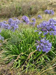 Image result for Agapanthus praecox