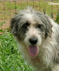 Add dates & guests… pet friendly hotels. Old English Sheepdog Dog For Adoption In Scottsdale Az Adn 612592 On Puppyfinder Com Gender Male Age Yo Old English Sheepdog Dog Adoption English Sheepdog