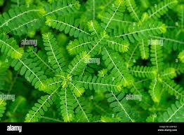Image result for Phyllanthus amarus