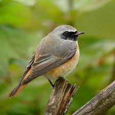 n oubliez pas le comptage des oiseaux des jardins c est ce week end https www lpo fr actualites 30 31mai comptage national des oiseaux des jardins rouge with images