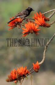 It's pretty flowers typically bloom in may, right when hummingbirds are making their. Seasonal Modar Flower In Full Bloom As The Spring Season Is About To Begin The Hindu Images