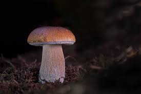 En effet, le raclage modifie la structure de la pâte,. Cepes Comestibles Decouvrir Comment Trouver Des Cepes Comestibles