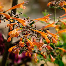 Image result for Asterochaete angustissima