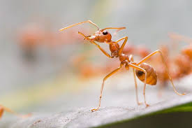 Weaver Ant