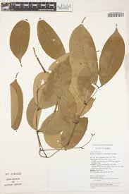 Image result for Berlinia grandiflora