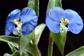 Image result for Commelina kotschyi